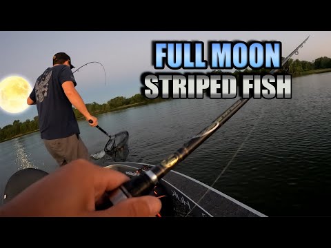 Full Moon White Bass and Hybrid Striped Bass (Wiper) Fishing 