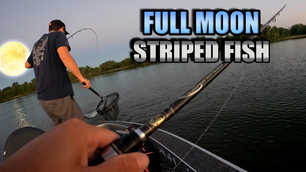 Full Moon White Bass and Hybrid Striped Bass (Wiper) Fishing YouTube