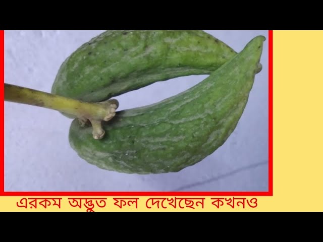 বাংলার অদ্ভুত দর্শন ফল কোয়ান্টা ফিল্মস বাংলার গাছ Documentary on Akando fruit calotropis gigantea
