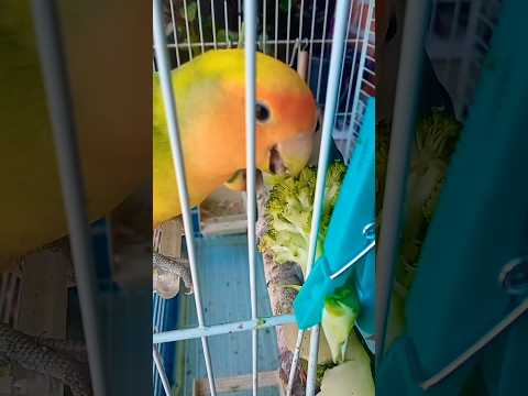 Comida de agapornis