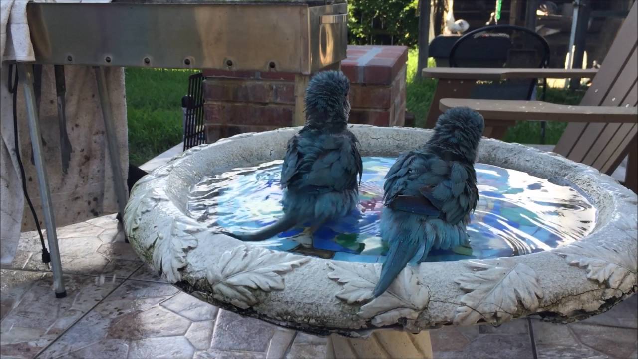 Blue Quaker Parrots Taking a Bath YouTube