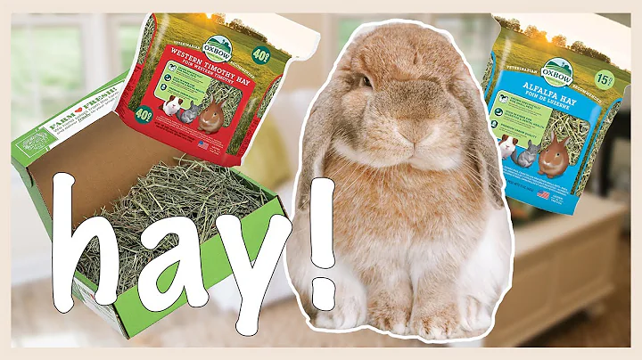 The Ultimate Rabbit Hay Guide