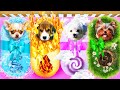 We Adopted Four Elements Pets | Dog Fire, Water, Earth and Air