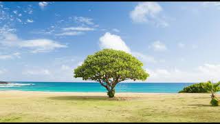 Bob Moses - Far From The Tree (Rodrigo Lapena Bootleg)