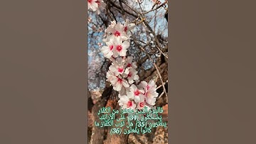 ما تيسر من سوره المطففين/للقارئ أحمد خضر
