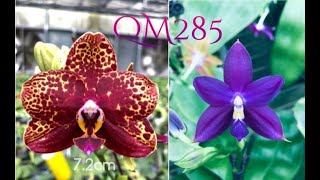 Phal. Yaphon Black Snake #17 x Lioulin Bluebird dark Blue Phal. Yaphon Black Snake #17 x Lioulin Bluebird dark Blue