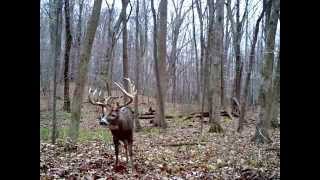 Ohio Big Buck - 22 Point Boone and Crockett - Bushnell 6MP Trail Cam - 210" Ohio Buck 11" drop tine