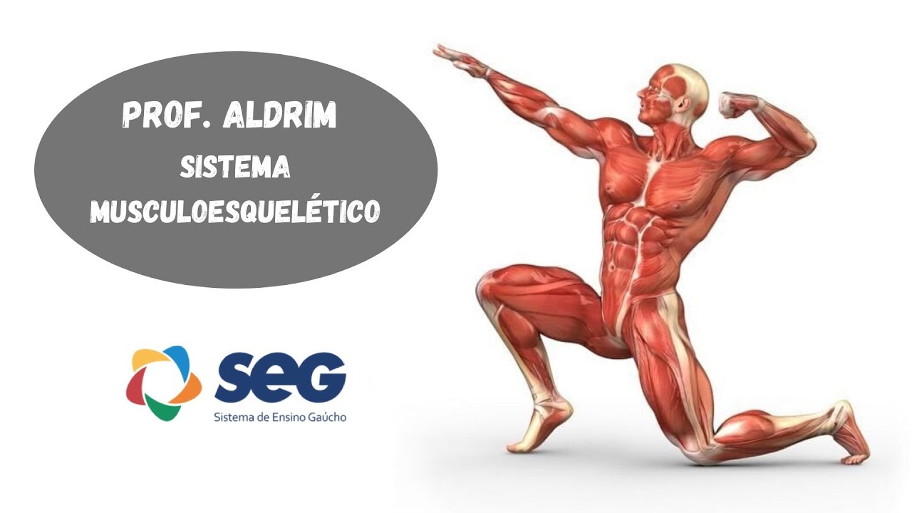 Опорно двигательный аппарат скелет. Скелетные мышцы сокращаются. Мышцы человека. Мышечная система скелетные мышцы строение функции. Основные скелетные мышцы.