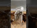 Imam Hussain ❤️🩹⚔️#islamic #yaali #views #share #subscribe #hussain #karbala