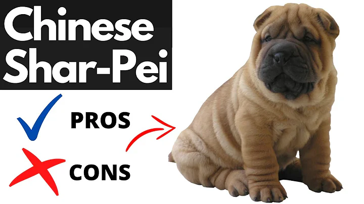 Chinese SHAR-PEI Pros And Cons | Should You REALLY Get A CHINESE SHAR-PEI? - DayDayNews