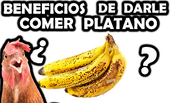 ¿Pueden los pollos comer plátano?