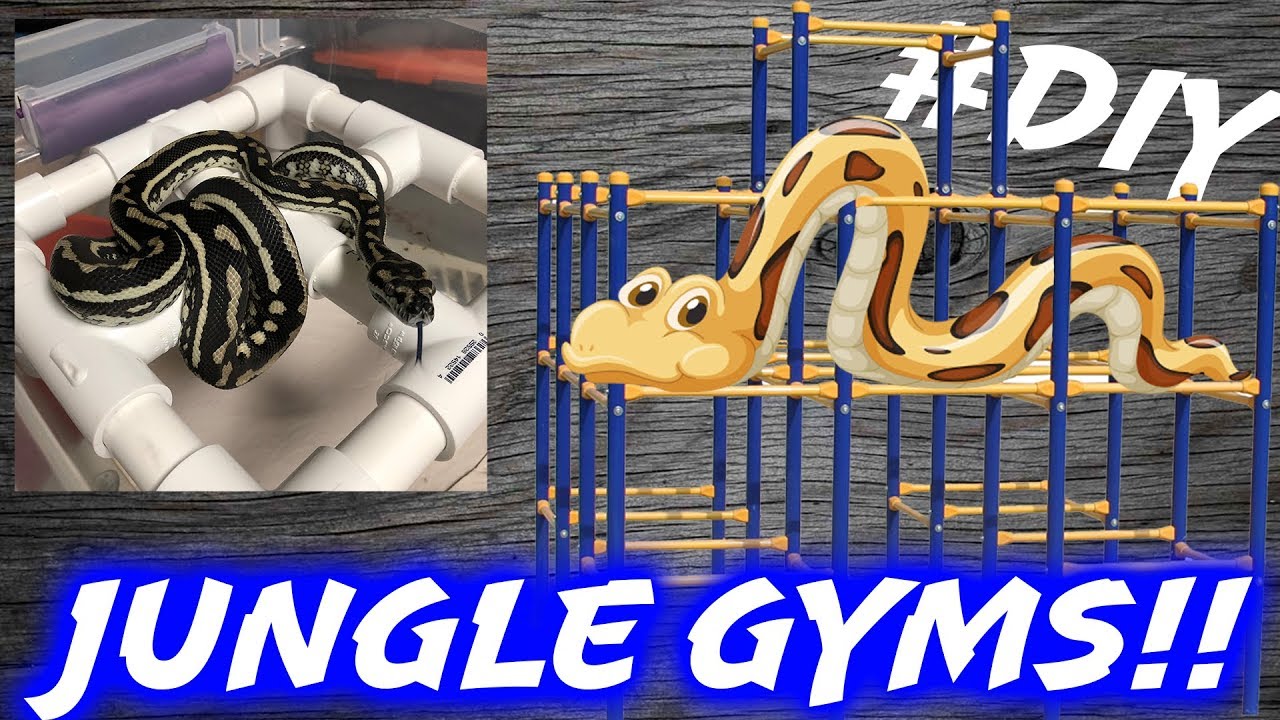SNAKE JUNGLE GYMS!! Building Custom Perches Mixology 32 YouTube