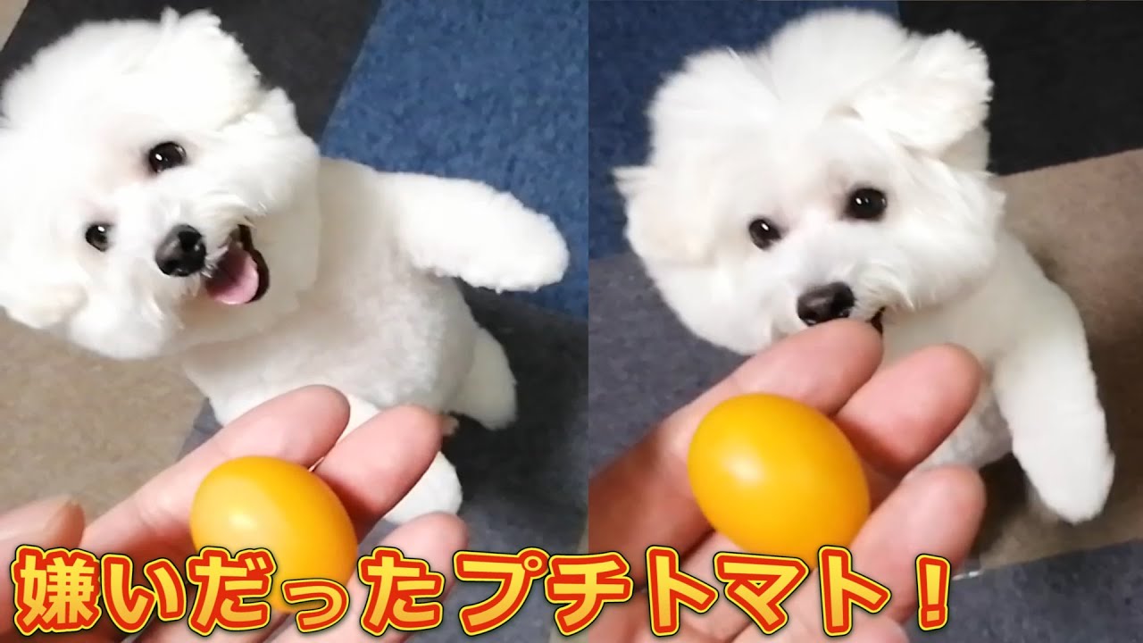 嫌いだったはずのプチトマトをパリパリ食べたぽんくん ビションフリーゼ Youtube