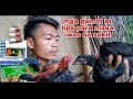 MGA GAMOT AT PARAAN PARA MAIWASAN ANG SAKIT SA MGA MANOK(FREE RANGE CHICKENS)|Toto Tv