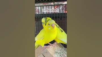 #سورة_البقرة #قرآن #المصحف #عبدالباسط_عبدالصمد #العراق #مصر #طيور #البادجي #quran #birds #budgies