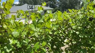 Muscadine Grape Time Central Florida zone 9B 8-13-26