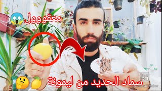 سماد الحديد في المنزل خرافة أم حقيقة ?