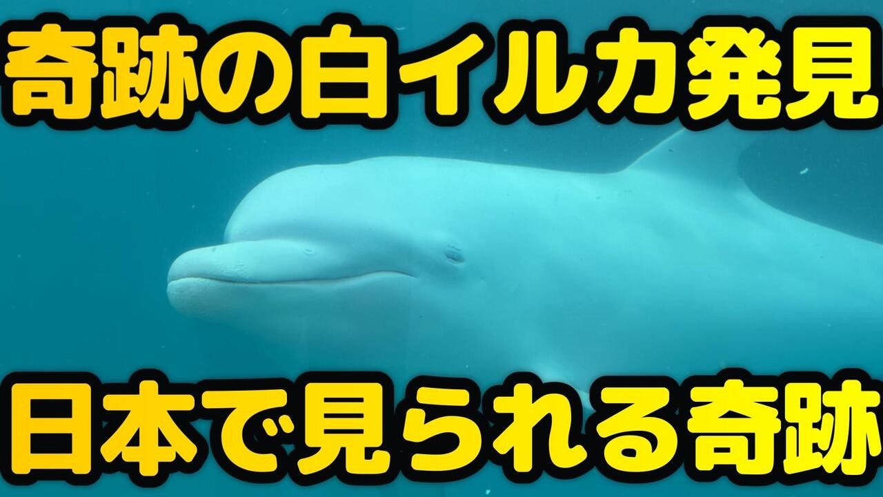 世にも珍しい白イルカも！頭上を泳ぐイルカが見られる総集編 - YouTube