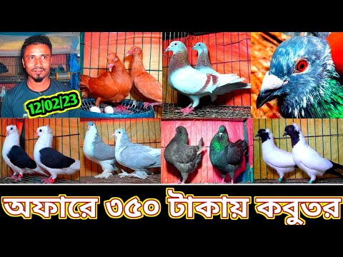 ধামাকা অফারে ৩৫০ টাকায় কবুতর !! খোকন ভাইয়ের হট কালেকশন | সবচেয়ে কম দামের কবুতর