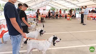 Finales Exposición Monográfica del Club Español del Azul de Gascuña, Gascón Saintongeois y Ariegeois