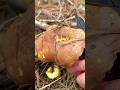 Декабрьские Маслята🎅 Маслёнок Suillus Boletaceae Boletus.Грибы Крыма. Крым 2023.