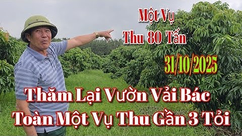 Thăm Lại Vườn Vải Bác Toàn Xã Ea Ô Đạt 80 Tấn Quả Thu Gần 3 Tỏi Một Năm