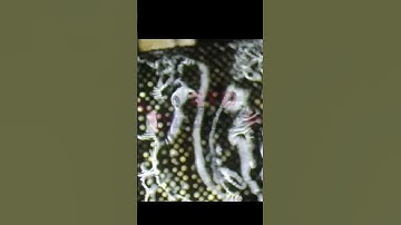 Front camera not work dead problem solution    MI Note 10 Pro    📷📷💯🆗 🇮🇳 ▶