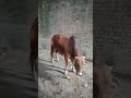Brown bull
