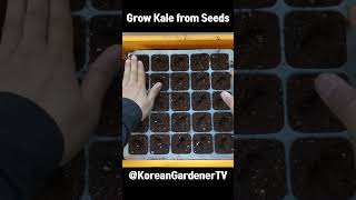 다이소에서 케일씨앗을 사다 심으면🌱ㅣGrow Kale from Seeds #grow