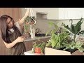 A Peaceful Tour of My Container Garden (50+ Plants) | Urban Farming