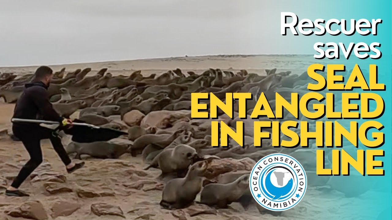 Rescuer Quickly Spots And Saves Seal Entangled In Fishing Line - YouTube