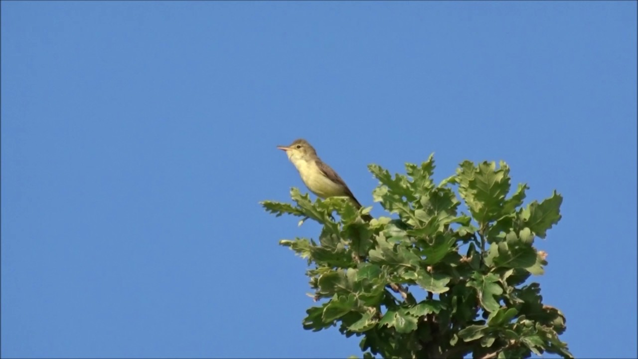 Hippolais polyglotta test audio Primo EM172 Vs. Sony HX 60