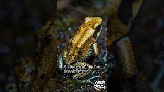 The Golden Poison Frog (Phyllobates terribilis)🤔#facts #shorts #history #animals #travel #frog #hit