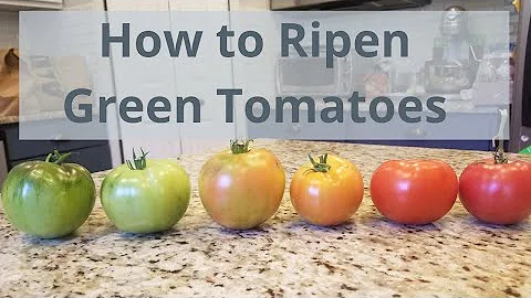 Jak dozrávají rajčata po sklizni v místnosti?
