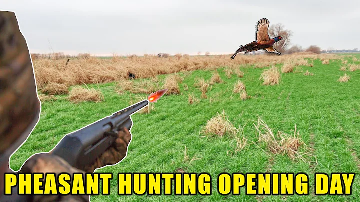 Chasing Roosters | Oklahoma Opening Day Pheasant Hunt Adventure! Labrador Retriever #pheasanthunting