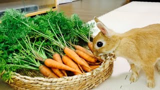 ニンジン採れすぎた　#864