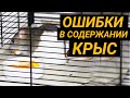 Ошибки в содержании крыс. Домашние крысы