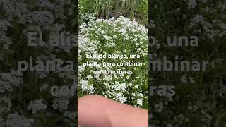 El aliso blanco es muy útil para hacer bandas florales en las huertas
