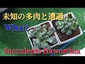 【多肉植物】未知との遭遇 多肉植物とリトープス発芽！Encounter an unknown succulent plant! English subtitles Haworthia ビザールプランツ