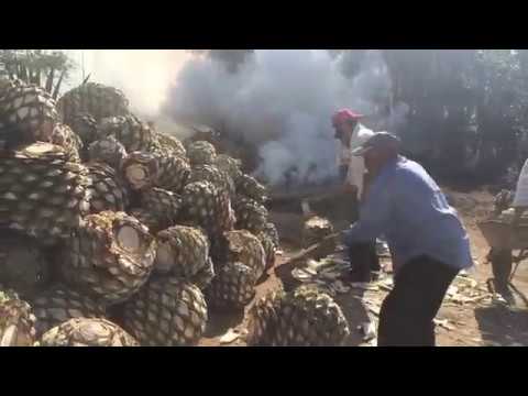 Aguas Mansas Mezcal // Espadin + Tobalà video thumbnail