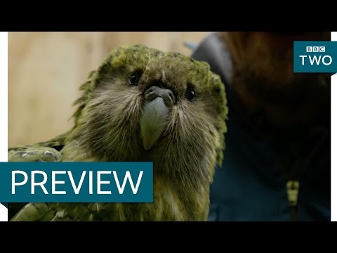 Video: Sjælden New Zealand Parakeet Har En Stor Befolkning