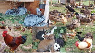 видео: КРОЛИКИ🐰КУРЫ🐔УТКИ🦆ДЕРЕВНЯ⛪ГЕРМАНИЯ картинка: КРОЛИКИ🐰КУРЫ🐔УТКИ🦆ДЕРЕВНЯ⛪ГЕРМАНИЯ