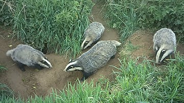 New Forest Explorers Guide - Badger cubs are serenaded by the beautiful tones of blackbird song