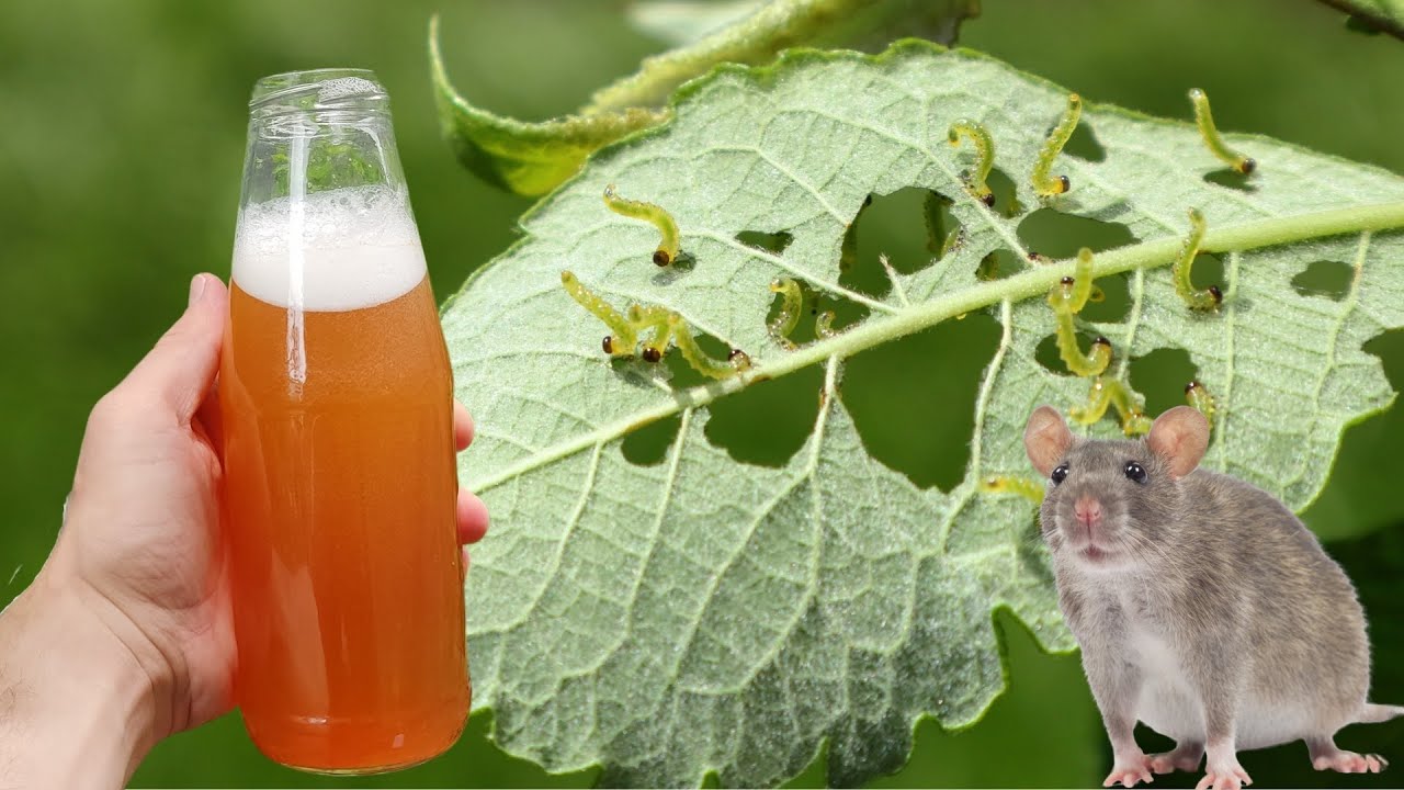 Вам ЭТОГО никто не скажет! Насекомые и грызуны мгновенно исчезают из сада