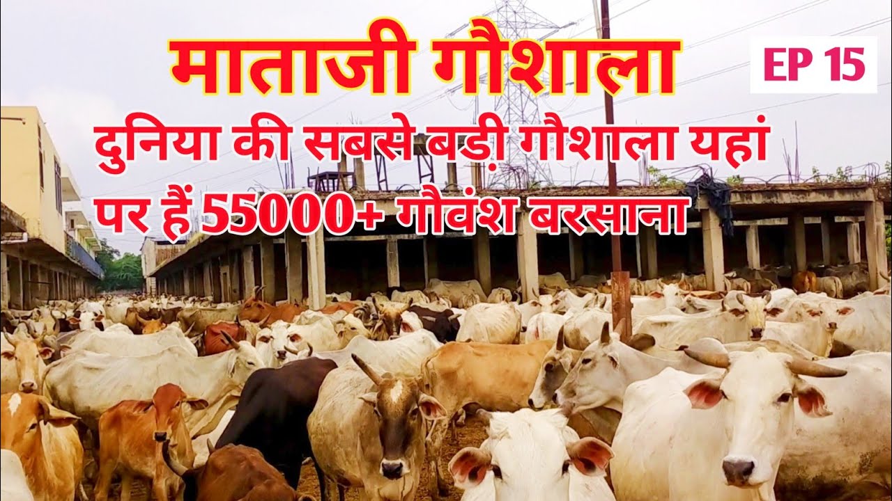 Mathura, Mataji Gausala | Mataji Gausala Barsana Mathura | माताजी गौशाला