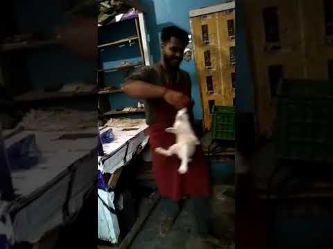 Islamic way of Slaughtering rabbit