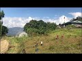 village life in eastern bhutan. harvesting black dal in spring.