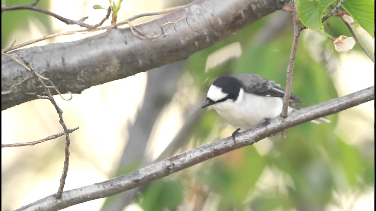 ♪鳥くんのI LOVE BIRD 野鳥動画～サンショウクイ♂"Ashy Minivet" 