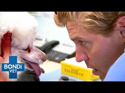Race Against Time To Stop Poodle's Internal Bleeding | Bondi Vet