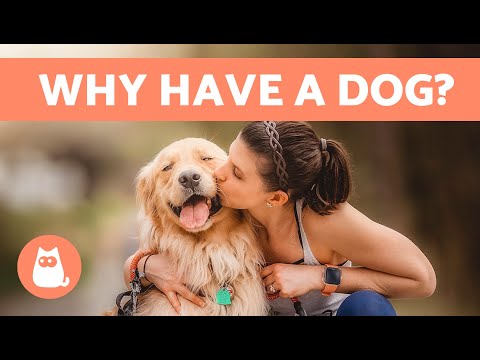 10 BENEFITS of ADOPTING a DOG 🐶✅ | Why Adopt a Dog?